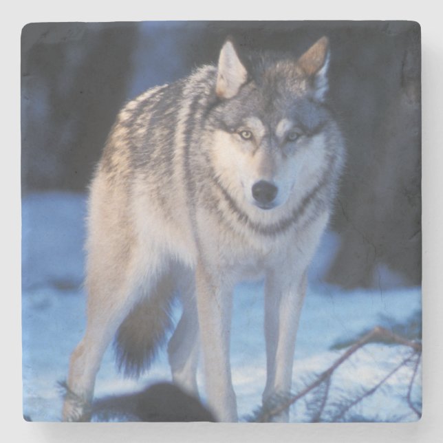 grey wolf, Canis lupus, in the foothills Stone Coaster (Front)
