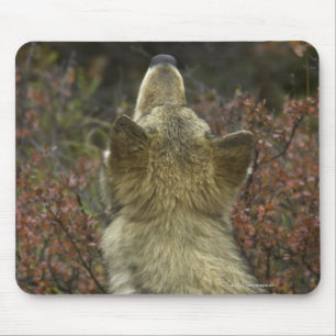 Grey Wolf (Canis lupus) Mouse Pad