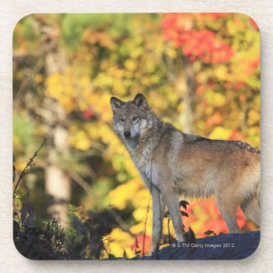 Grey Wolf Canis lupus.order: carnivorafamily Coaster