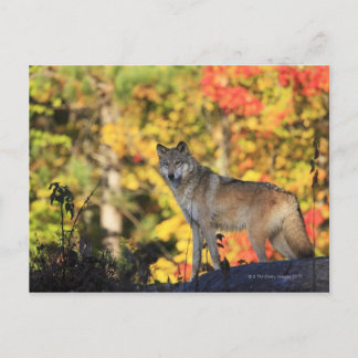 Grey Wolf Canis lupus.order: carnivorafamily Postcard