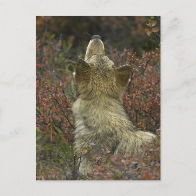 Grey Wolf (Canis lupus) Postcard (Front)