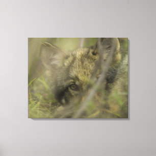 Grey wolf (Canis lupus) pup alone, hiding in Canvas Print