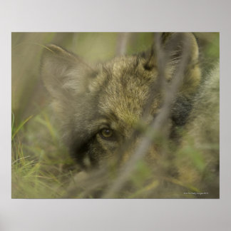 Grey wolf (Canis lupus) pup alone, hiding in Poster