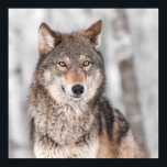 Grey Wolf (Canis lupus) With One Ear Back Poster<br><div class="desc">Grey Wolf (Canis lupus) with One Ear Back - captive animal</div>
