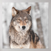 Grey Wolf (Canis lupus) With One Ear Back