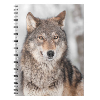 Grey Wolf (Canis lupus) With One Ear Back Spiral Notebook