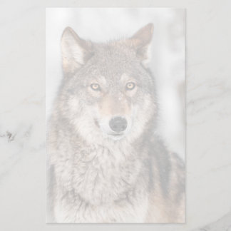 Grey Wolf (Canis lupus) With One Ear Back Stationery