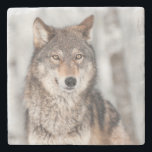 Grey Wolf (Canis lupus) With One Ear Back Stone Coaster<br><div class="desc">Grey Wolf (Canis lupus) with One Ear Back - captive animal</div>