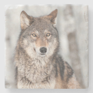 Grey Wolf (Canis lupus) With One Ear Back Stone Coaster