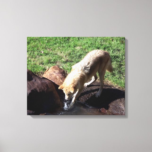 Grey Wolf Canvas Print (Front)