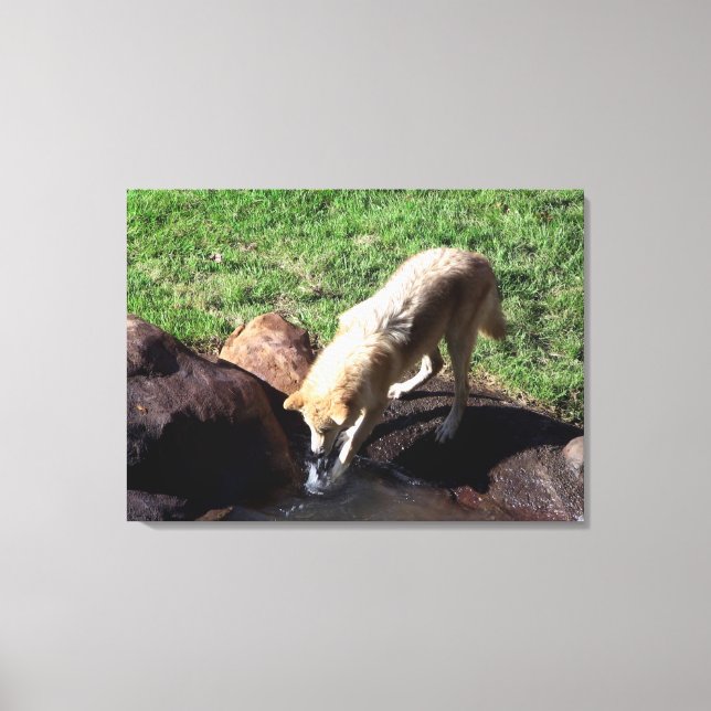 Grey Wolf Canvas Print (Front)