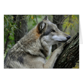 Grey Wolf Card