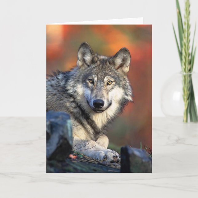 Grey Wolf Card (Front)
