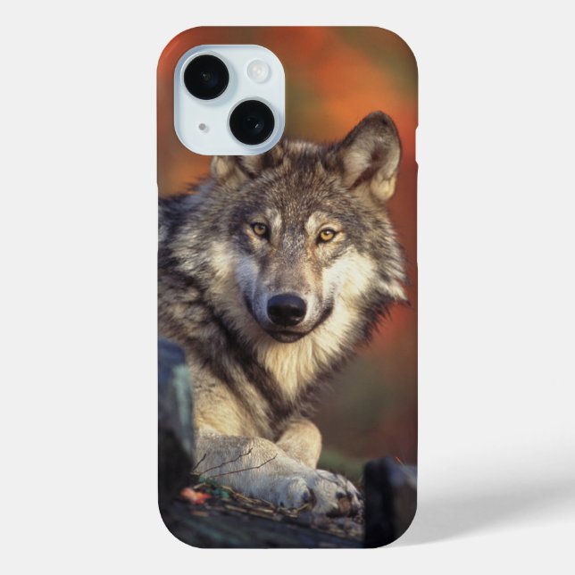 Grey Wolf Case-Mate iPhone Case (Back)