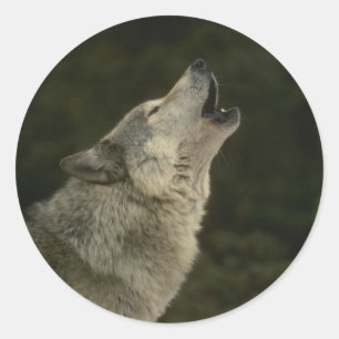 Grey Wolf Classic Round Sticker
