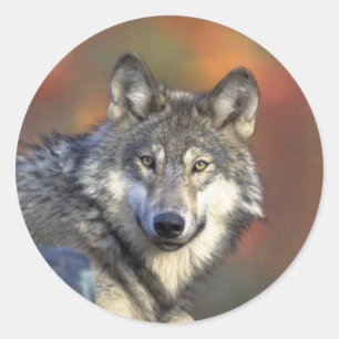 Grey Wolf Classic Round Sticker