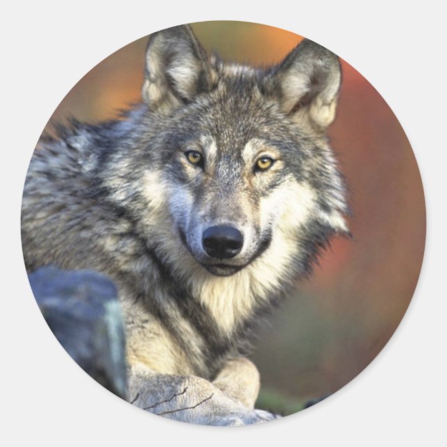 Grey wolf classic round sticker (Front)