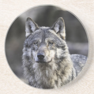 Grey Wolf Coaster