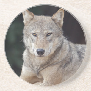 Grey Wolf Coaster