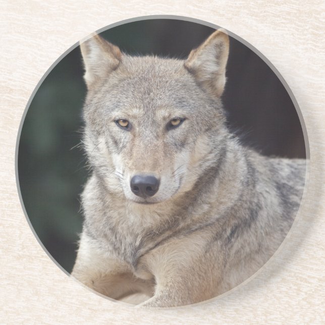 Grey Wolf Coaster (Front)