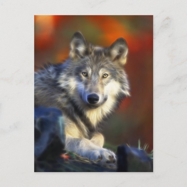 Grey Wolf, Endangered Species Digital Photography Postcard (Front)