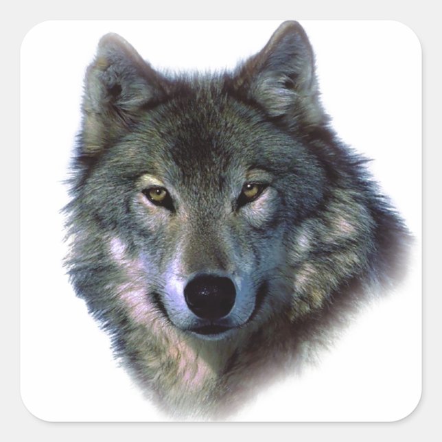 Grey Wolf Eyes Square Sticker (Front)