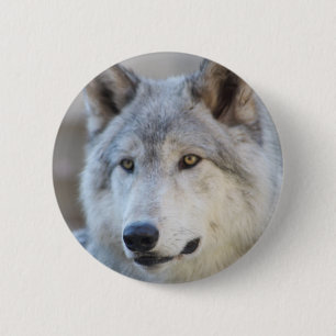 Grey Wolf Face 6 Cm Round Badge