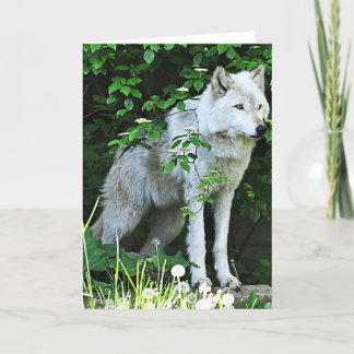 Grey Wolf Greeting Card