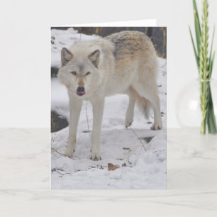 Grey Wolf Greeting Card
