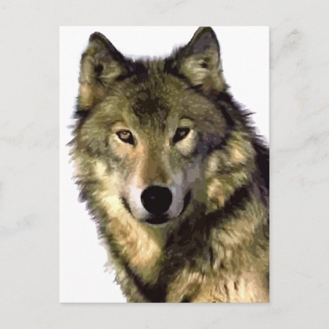 Grey Wolf Holiday Postcard (Front)