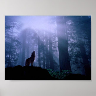 Grey Wolf Howling At Dawn Poster