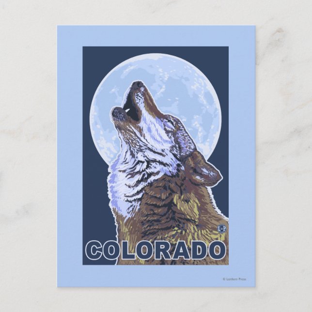 Grey Wolf HowlingColorado Postcard (Front)