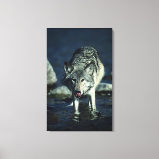 Grey wolf in Autumn drinking Canvas Print