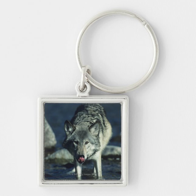 Grey wolf in Autumn drinking Key Ring (Front)