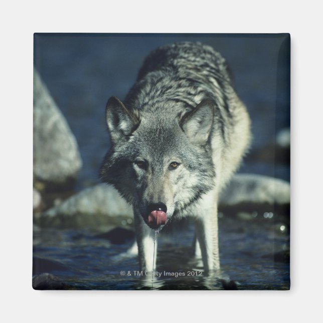 Grey wolf in Autumn drinking Magnet (Front)