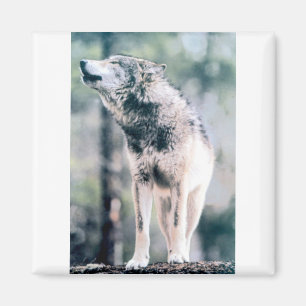 Grey Wolf in Grand Teton National Park Magnet