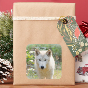 Grey Wolf in Meadow Square Sticker