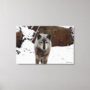 Grey Wolf in Snow Canvas Print