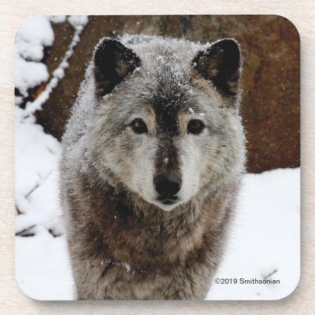 Grey Wolf in Snow Coaster (Front)
