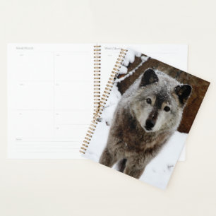 Grey Wolf in Snow Planner