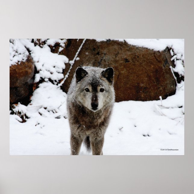 Grey Wolf in Snow Poster (Front)