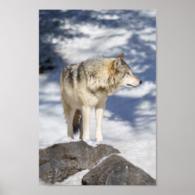 Grey Wolf In The Snow Poster (Front)