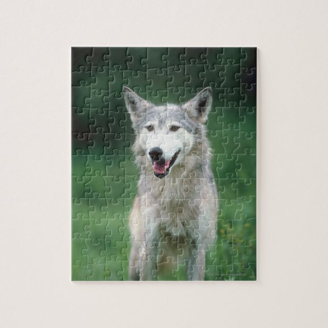 Grey Wolf Jigsaw Puzzle (Vertical)