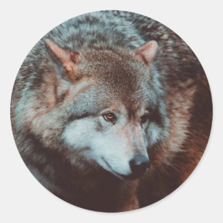 Grey Wolf looking in the forest Classic Round Sticker