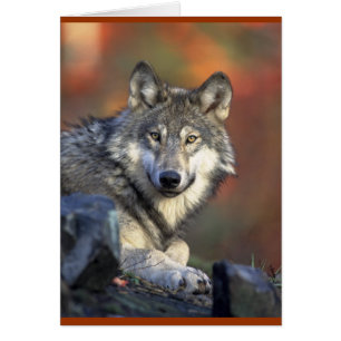 Grey Wolf Lovers