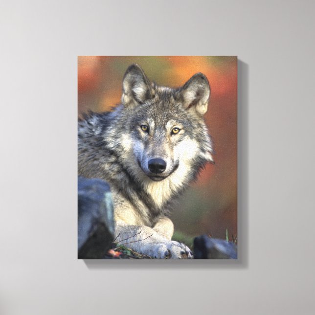 Grey Wolf Lovers Canvas Print (Front)