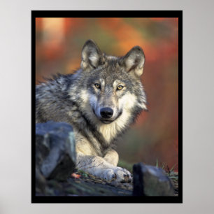 Grey Wolf Lovers Poster