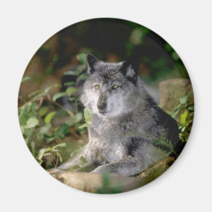 Grey Wolf Magnet