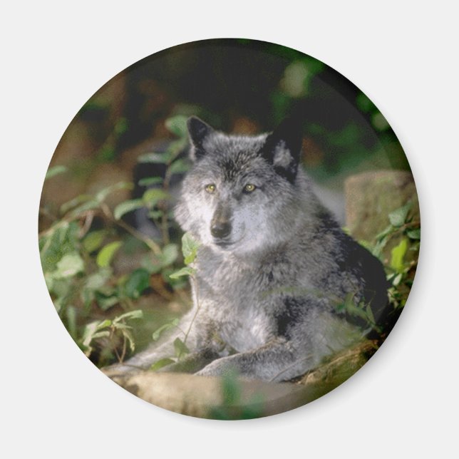 Grey Wolf Magnet (Front)