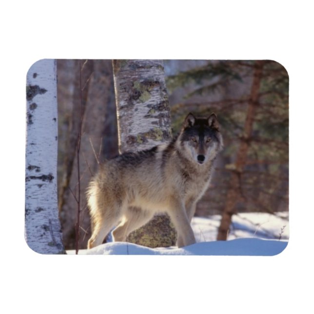 Grey Wolf Magnet (Horizontal)